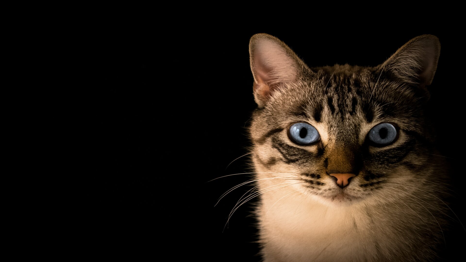 Kenapa Mata Kucing Bersinar dalam Gelap