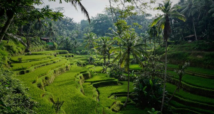 Overtourism di Bali Dampak, Penyebab, dan Solusi