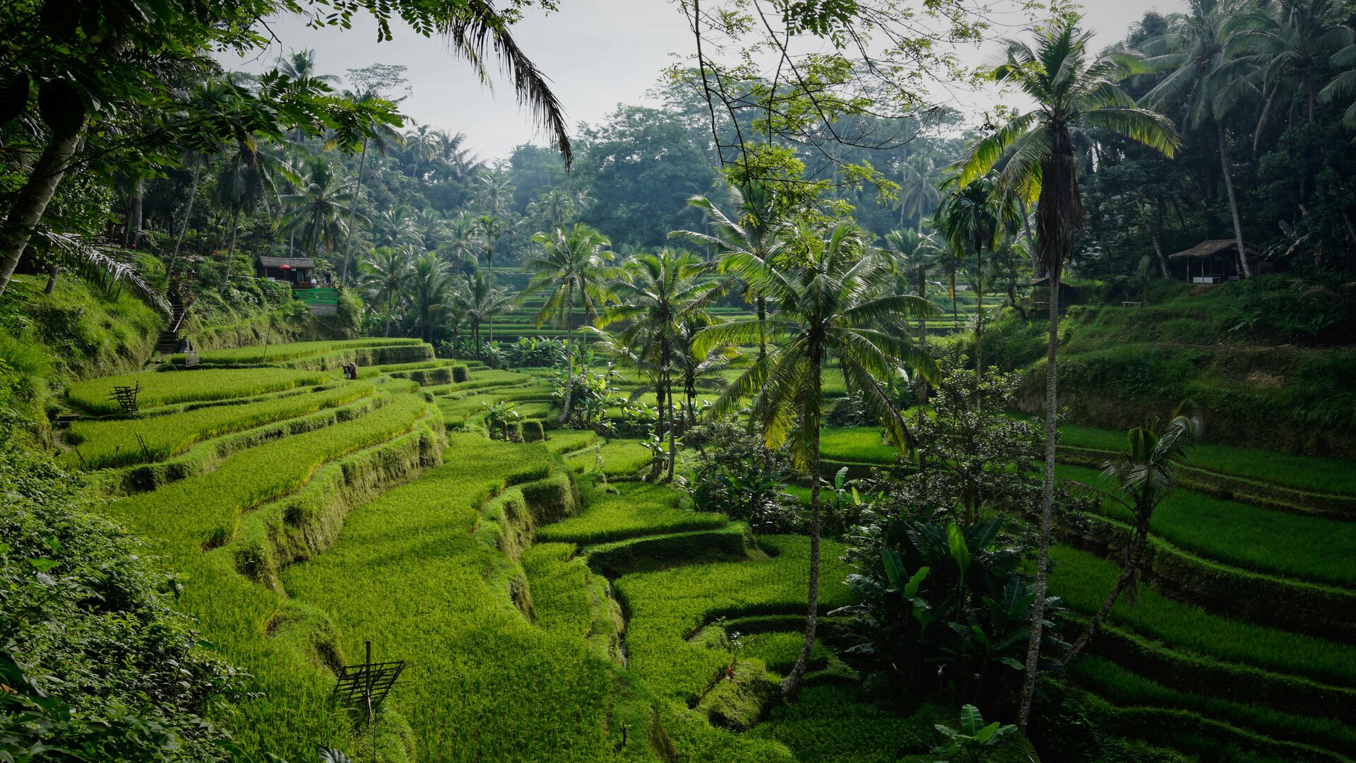 Overtourism di Bali Dampak, Penyebab, dan Solusi