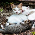 5 Fakta Menarik Kucing Kampung, Kamu Harus Tau!