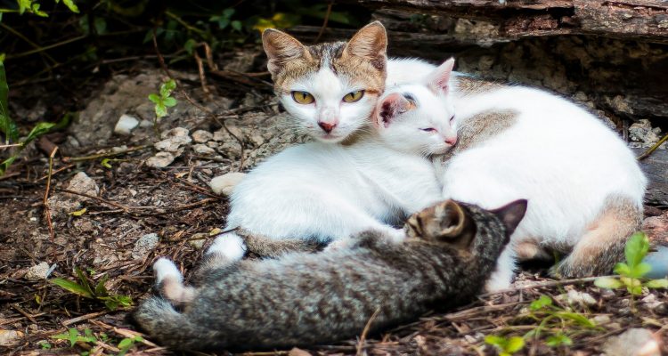 5 Fakta Menarik Kucing Kampung, Kamu Harus Tau!