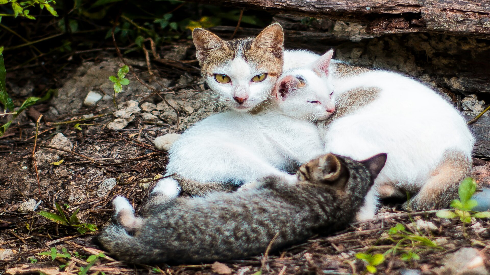 5 Fakta Menarik Kucing Kampung, Kamu Harus Tau!