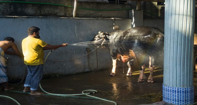 Tips Praktis Menyimpan Daging Kurban di Kulkas